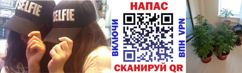 Шишки марихуана план  цена   Щигры 